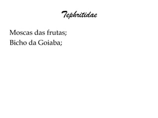 Tephritidae
Moscas das frutas;
Bicho da Goiaba;
 