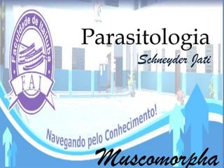 Parasitologia
     Schneyder Jati




 Muscomorpha
 