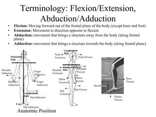 Muscskel.lecture kneeand shoulder | PDF