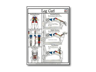 Musculacao planos e eixos