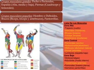 Grupos musculares grandes: Pecho o Pectorales,
Espalda (Alta, media y baja), Piernas (Cuadriceps y
femorales).
Grupos musculares pequeños: Hombro o Deltoides,
Brazos (Biceps, triceps y antebrazos), Pantorrillas.
Lista De Los Músculos
Zona Alta
•Trapecio (cuello)
•Deltoides (hombros)
•Bíceps (brazos)
•Tríceps (brazos)
•Antebrazos (muñecas)
Zona Central
•Pectorales (pecho)
•Abdominales(abdomen)
•Oblicuos (abdomen lateral)
•Dorsal (espalda)
•Lumbares (espalda baja)
Zona Baja
•Glúteos(nalgas)
•Aductores (muslo interno)
• Cuádriceps (piernas)
•Femorales (trasera pierna)
•Gemelos( pantorrillas)

 