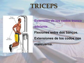 TRICEPS
Extensión de los codos tronco
adelante.
Flexiones entre dos bancos.
Extensiones de los codos con
mancuerna.

 