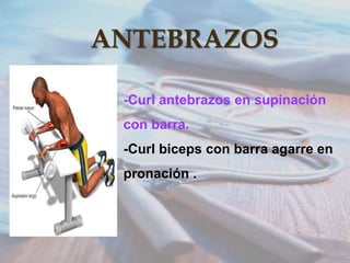 ANTEBRAZOS
-Curl antebrazos en supinación
con barra.

-Curl biceps con barra agarre en
pronación .

 