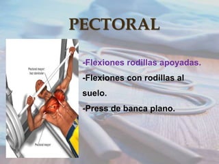PECTORAL
-Flexiones rodillas apoyadas.
-Flexiones con rodillas al
suelo.
-Press de banca plano.

 