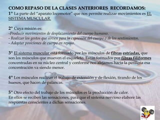 COMO REPASO DE LA CLASES ANTERIORES RECORDAMOS:
1º La parte del “aparato locomotor” que nos permite realizar movimientos es EL
SISTEMA MUSCULAR.

2º Cuya misión es:
-Producir movimientos de desplazamiento del cuerpo humano.
- Realizar los gestos que sirven para la expresión del cuerpo o de los sentimientos.
- Adoptar posiciones de cuerpo en reposo.

3º El sistema muscular está formado por los músculos de fibras estriadas, que
son los músculos que mueven el esqueleto. Están formados por fibras filiformes
concentradas en su núcleo central y conforme nos alejamos hacia la periferia esa
concentración va siendo menor.

4º Los músculos realizan el trabajo de extensión y de flexión, tirando de los
huesos, que hacen de palancas.

5º Otro efecto del trabajo de los músculos es la producción de calor.
En ellos se reciben las sensaciones, para que el sistema nervioso elabore las
respuestas conscientes a dichas sensaciones.

 