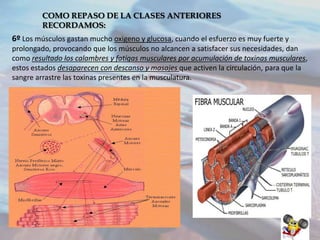 COMO REPASO DE LA CLASES ANTERIORES
RECORDAMOS:

6º Los músculos gastan mucho oxigeno y glucosa, cuando el esfuerzo es muy fuerte y
prolongado, provocando que los músculos no alcancen a satisfacer sus necesidades, dan
como resultado los calambres y fatigas musculares por acumulación de toxinas musculares,
estos estados desaparecen con descanso y masajes que activen la circulación, para que la
sangre arrastre las toxinas presentes en la musculatura.

 
