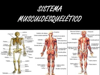 SISTEMA
MUSCULOESQUELÉTICO
 