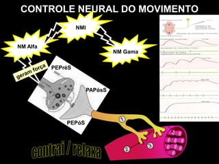CONTROLE NEURAL DO MOVIMENTO
                   NMI


NM Alfa
                                  NM Gama

          PEPréS



                         PAPósS




              PEPóS
 