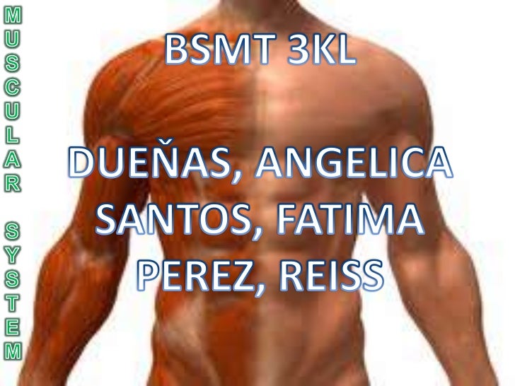 Muscular system