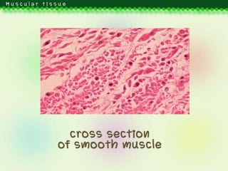 Muscular