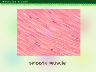 Muscular