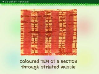 Muscular