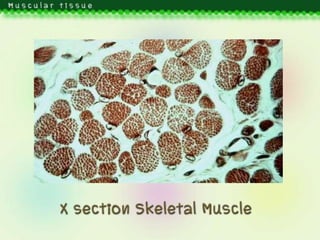 Muscular