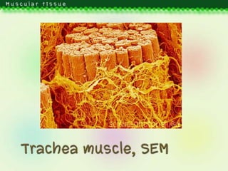 Muscular