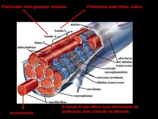 Filamentos mais grossos: miosina

transversais

Filamentos mais finos: actina

A banda A não altera suas dimensões na
contração, mas a banda I é alterada.

 