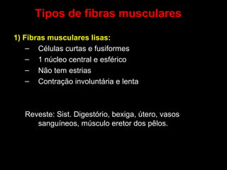 Tipos de fibras musculares
1) Fibras musculares lisas:
– Células curtas e fusiformes
– 1 núcleo central e esférico
– Não tem estrias
– Contração involuntária e lenta

Reveste: Sist. Digestório, bexiga, útero, vasos
sanguíneos, músculo eretor dos pêlos.

 