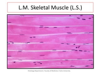 L.M. Skeletal Muscle (L.S.)
Histology Department / Faculty of Medicine / Cairo University
 
