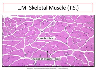 L.M. Skeletal Muscle (T.S.)
Histology Department / Faculty of Medicine / Cairo University
 