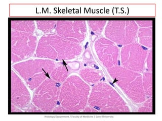 Histology Department / Faculty of Medicine / Cairo University
L.M. Skeletal Muscle (T.S.)
 