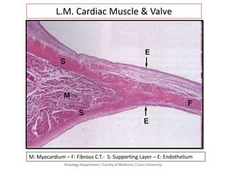 Histology Department / Faculty of Medicine / Cairo University
L.M. Cardiac Muscle & Valve
M: Myocardium – F: Fibrous C.T.- S: Supporting Layer – E: Endothelium
 