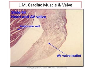Histology Department / Faculty of Medicine / Cairo University
L.M. Cardiac Muscle & Valve
 