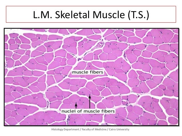 Muscular Tissue - Prac. Histology