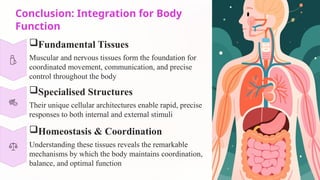 Conclusion: Integration for Body
Function
Fundamental Tissues
Muscular and nervous tissues form the foundation for
coordinated movement, communication, and precise
control throughout the body
Specialised Structures
Their unique cellular architectures enable rapid, precise
responses to both internal and external stimuli
Homeostasis & Coordination
Understanding these tissues reveals the remarkable
mechanisms by which the body maintains coordination,
balance, and optimal function
 