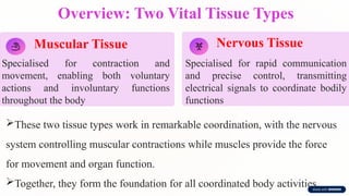 Overview: Two Vital Tissue Types
Muscular Tissue
Specialised for contraction and
movement, enabling both voluntary
actions and involuntary functions
throughout the body
Nervous Tissue
Specialised for rapid communication
and precise control, transmitting
electrical signals to coordinate bodily
functions
These two tissue types work in remarkable coordination, with the nervous
system controlling muscular contractions while muscles provide the force
for movement and organ function.
Together, they form the foundation for all coordinated body activities.
 