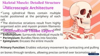 Skeletal Muscle: Detailed Structure
Microscopic Architecture
Long cylindrical fibres contain multiple
nuclei positioned at the periphery of each
cell.
The distinctive striations result from highly
organised actin and myosin protein filaments
arranged in repeating units called
sarcomeres.
Connective Tissue Layers
• Endomysium: Surrounds individual muscle fibres
• Perimysium: Bundles fibres into fascicles
• Epimysium: Encases the entire muscle
Primary Function: Enables voluntary movement by contracting and pulling
on bones through tendons, allowing precise control over locomotion and
 