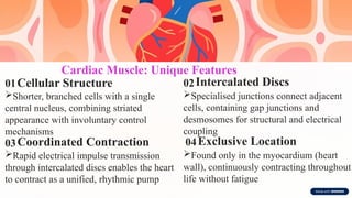 Cardiac Muscle: Unique Features
01Cellular Structure
Shorter, branched cells with a single
central nucleus, combining striated
appearance with involuntary control
mechanisms
02Intercalated Discs
Specialised junctions connect adjacent
cells, containing gap junctions and
desmosomes for structural and electrical
coupling
03Coordinated Contraction
Rapid electrical impulse transmission
through intercalated discs enables the heart
to contract as a unified, rhythmic pump
04Exclusive Location
Found only in the myocardium (heart
wall), continuously contracting throughout
life without fatigue
 