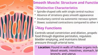 Smooth Muscle: Structure and Function
Distinctive Characteristics
• Spindle-shaped cells with single central nucleus
• Absence of striations gives smooth appearance
• Involuntary control via autonomic nervous system
• Slower, sustained contractions compared to other m
Key Functions
Controls vessel constriction and dilation, propels
food through digestive peristalsis, regulates
bladder emptying, and maintains blood
pressure through arterial tone.
Location: Found in walls of hollow organs inclu
blood vessels, intestines, stomach, bla
bronchi, and uterus
 