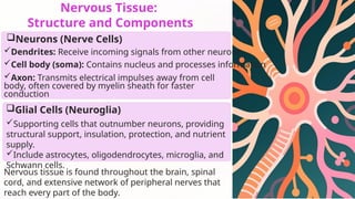 Nervous Tissue:
Structure and Components
Neurons (Nerve Cells)
Dendrites: Receive incoming signals from other neurons
Cell body (soma): Contains nucleus and processes information
Axon: Transmits electrical impulses away from cell
body, often covered by myelin sheath for faster
conduction
Glial Cells (Neuroglia)
Supporting cells that outnumber neurons, providing
structural support, insulation, protection, and nutrient
supply.
Include astrocytes, oligodendrocytes, microglia, and
Schwann cells.
Nervous tissue is found throughout the brain, spinal
cord, and extensive network of peripheral nerves that
reach every part of the body.
 