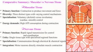 Comparative Summary: Muscular vs Nervous Tissue
Muscular Tissue
• Primary function: Contraction to produce movement and force
• Diversity: Three distinct types with varying control mechanisms
• Specialisation: Voluntary (skeletal) versus involuntary
(cardiac, smooth) control
• Energy demands: High ATP consumption during contraction
Nervous Tissue
• Primary function: Rapid signal transmission for control
and coordination
• Unity: Single tissue type with specialised regional functions
• Specialisation: Communication through electrical & chemical signals
• Integration: Motor neurons directly stimulate muscle contraction
 