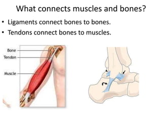 Muscular and skeletal systems | PPT