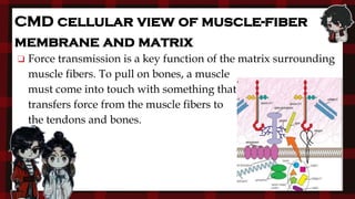 ❏ Force transmission is a key function of the matrix surrounding
muscle fibers. To pull on bones, a muscle
must come into touch with something that
transfers force from the muscle fibers to
the tendons and bones.
CMD cellular view of muscle-fiber
membrane and matrix
 