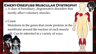 Emery-Dreifuss Muscular Dystrophy
❏ A class of hereditary, degenerative disorders that
mostly affect voluntary muscles.
❏ Cause
Mutations in the genes that create proteins in the
membrane around the nucleus of each muscle
cell. Can be inherited in a variety of ways.
 