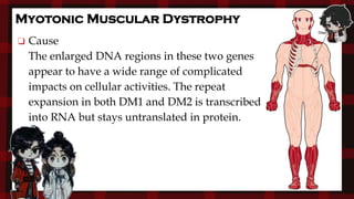 Myotonic Muscular Dystrophy
❏ Cause
The enlarged DNA regions in these two genes
appear to have a wide range of complicated
impacts on cellular activities. The repeat
expansion in both DM1 and DM2 is transcribed
into RNA but stays untranslated in protein.
 