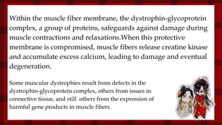 Within the muscle fiber membrane, the dystrophin-glycoprotein
complex, a group of proteins, safeguards against damage during
muscle contractions and relaxations.When this protective
membrane is compromised, muscle fibers release creatine kinase
and accumulate excess calcium, leading to damage and eventual
degeneration.
Some muscular dystrophies result from defects in the
dystrophin-glycoprotein complex, others from issues in
connective tissue, and still others from the expression of
harmful gene products in muscle fibers.
 