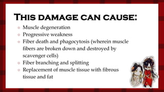 ○ Muscle degeneration
○ Progressive weakness
○ Fiber death and phagocytosis (wherein muscle
fibers are broken down and destroyed by
scavenger cells)
○ Fiber branching and splitting
○ Replacement of muscle tissue with fibrous
tissue and fat
This damage can cause:
 