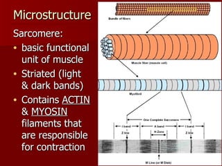 Microstructure Sarcomere: basic functional unit of muscle Striated (light & dark bands) Contains  ACTIN  &  MYOSIN  filaments that are responsible for contraction 