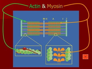 Actin  &  Myosin 