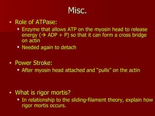Misc. Role of ATPase: Enzyme that allows ATP on the myosin head to release energy (   ADP + P) so that it can form a cross bridge on actin Needed again to detach Power Stroke: After myosin head attached and “pulls” on the actin What is rigor mortis? In relationship to the sliding-filament theory, explain how rigor mortis occurs. 