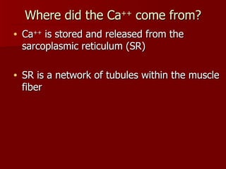 Where did the Ca ++  come from? Ca ++  is stored and released from the sarcoplasmic reticulum (SR) SR is a network of tubules within the muscle fiber 