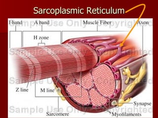 Sarcoplasmic Reticulum 