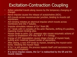 Excitation-Contraction Coupling Action potential travels along neuron by the temporary changing of charges Nerve impulse causes the release of acetylcholine (ACh). ACh travels across neuromuscular junction, binding to muscle cell membrane. ACh binding initiates an electrical impulse which travels across membrane and into T tubules. Impulse stimulates release of Ca +2  from SR. Ca +2  binds with t-t complex of the actin filaments, shifting it's position, exposing myosin binding sites. Myosin binds to actin; Ca +2  presence also causes enzymatic actions of myosin to breakdown ATP into ADP + P + energy. Energy of ATP degradation causes shape change of myosin head, pulling actin molecule toward center of sacromere. After sliding, a new ATP binds to myosin, breaking the myosin-actin bond, releasing the myosin head. If Ca +2  is still present, the process repeats itself until sacromere has shortened completely. If a nerve impulse ceases, the Ca +2  is reabsorbed by the SR and the muscle relaxes.  