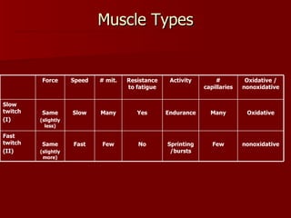 Muscle Types nonoxidative Few Sprinting /bursts No Few Fast Same (slightly more) Fast twitch (II) Oxidative Many Endurance Yes Many Slow Same (slightly less) Slow twitch (I) Oxidative / nonoxidative # capillaries Activity Resistance to fatigue # mit. Speed Force 