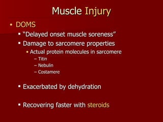 Muscle  Injury DOMS “ Delayed onset muscle soreness” Damage to sarcomere properties Actual protein molecules in sarcomere Titin Nebulin Costamere Exacerbated by dehydration Recovering faster with  steroids 