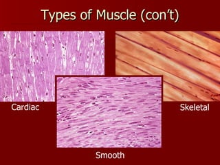 Types of Muscle (con’t) Cardiac Smooth Skeletal 