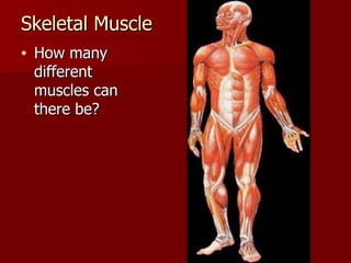 Skeletal Muscle  How many different muscles can there be?  