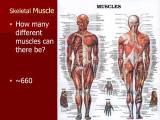 Skeletal  Muscle  How many different muscles can there be?  ~660 